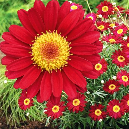 Argyranthemum frutescens 'Aramis® Classic Red' - Põõsas-hõbekakar 'Aramis® Classic Red' P9/0,55L